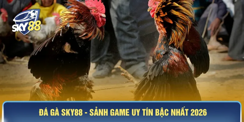 Đá gà SKY88 - Sảnh game uy tín bậc nhất 2026
