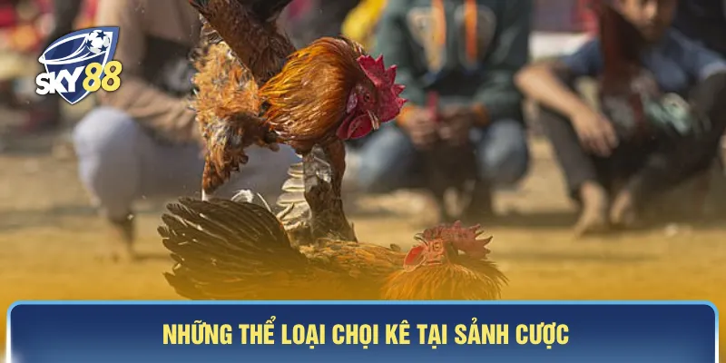 Những thể loại chọi kê tại sảnh cược