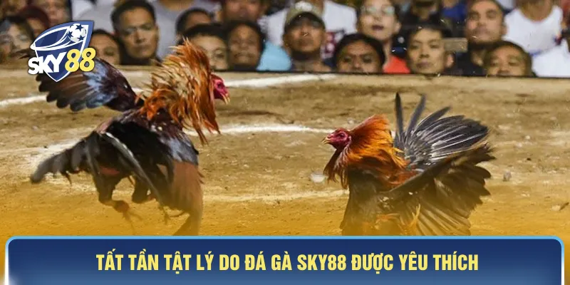 Tất tần tật lý do đá gà SKY88 được yêu thích